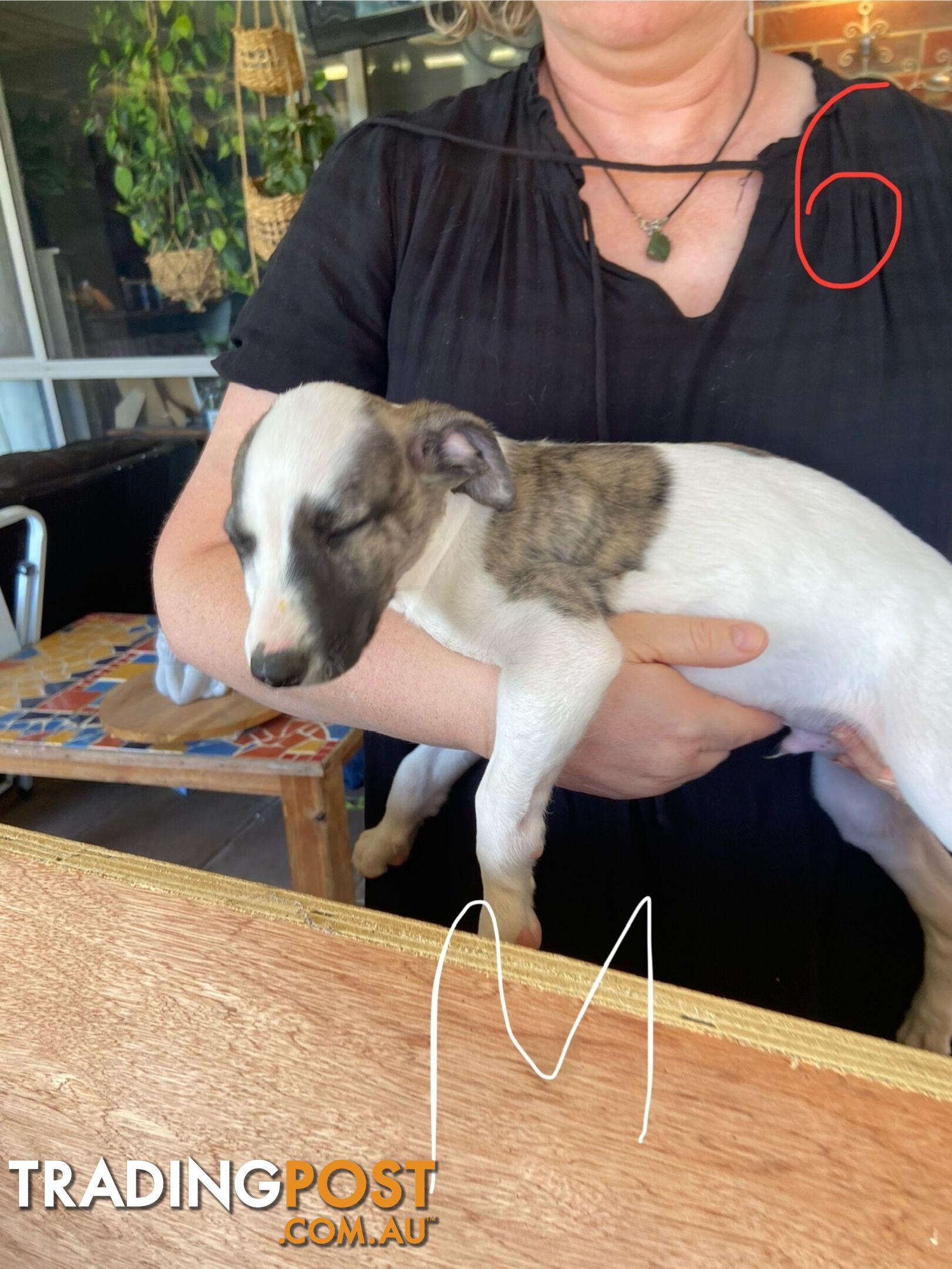 Pure bred Whippet puppies