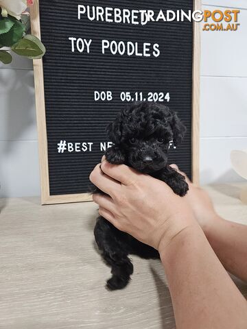 Purebred Toy Poodles✨️