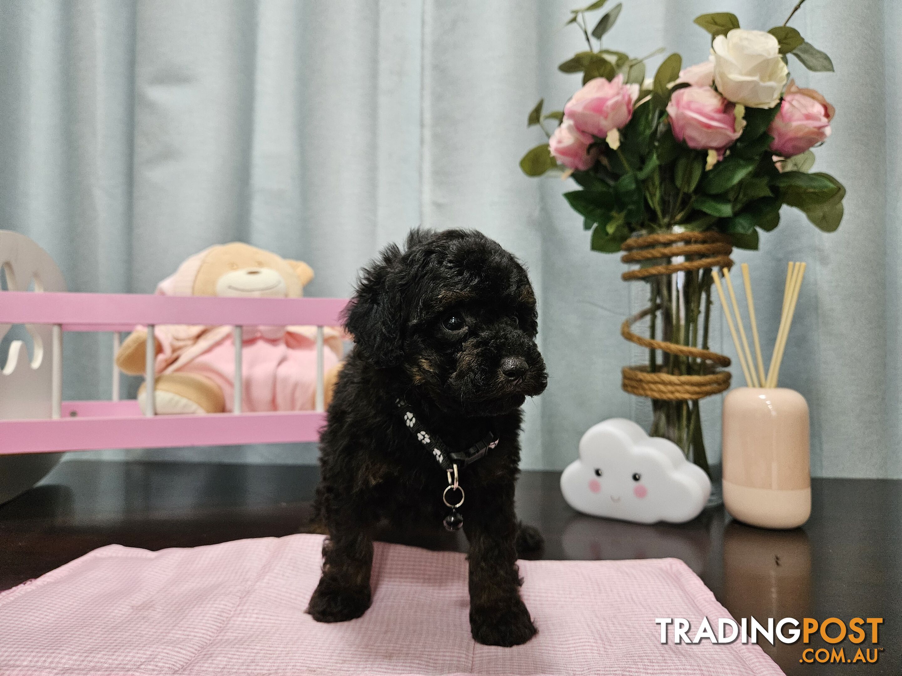 PUREBRED TOY POODLE