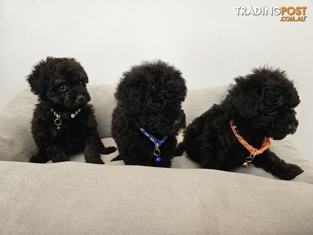 PUREBRED TOY POODLE
