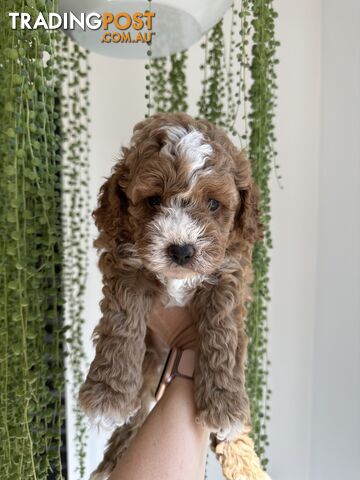 Toy cavoodle puppies for sale