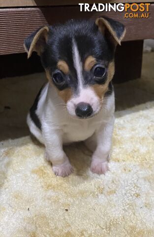 Puppies for Sale - Fox Terrier Black, White &Tan