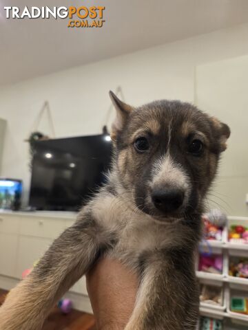 Husky x gsd puppies