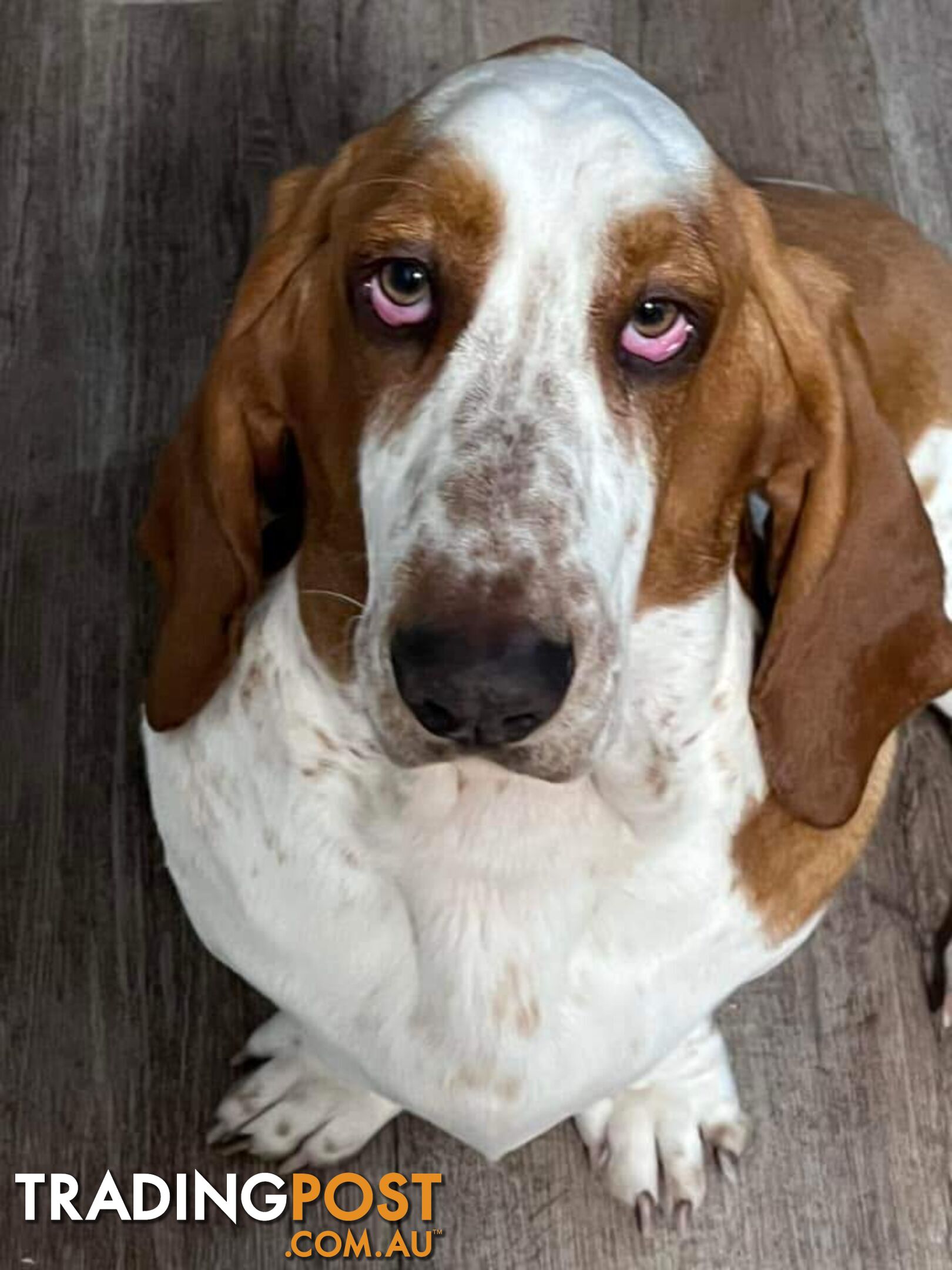 Pure bred lemon a d white bassets