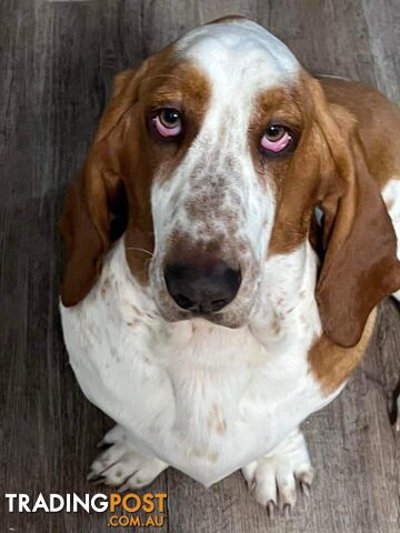 Pure bred lemon a d white bassets