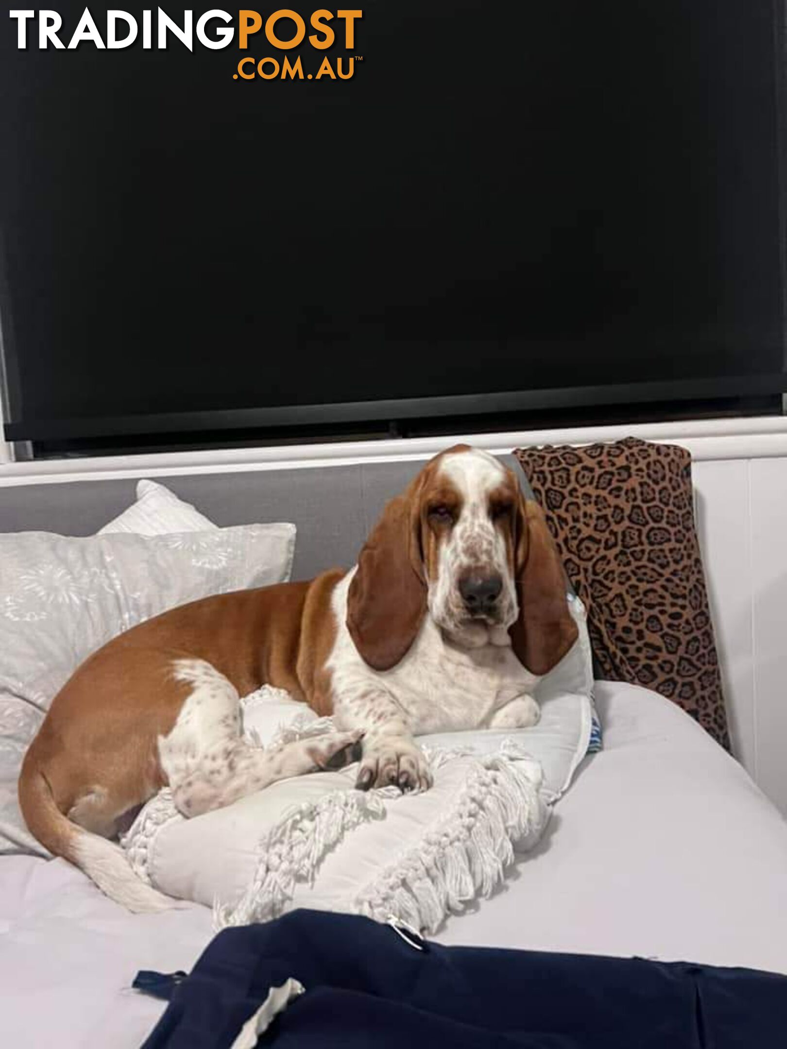 Pure bred lemon a d white bassets