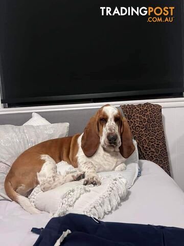 Pure bred lemon a d white bassets