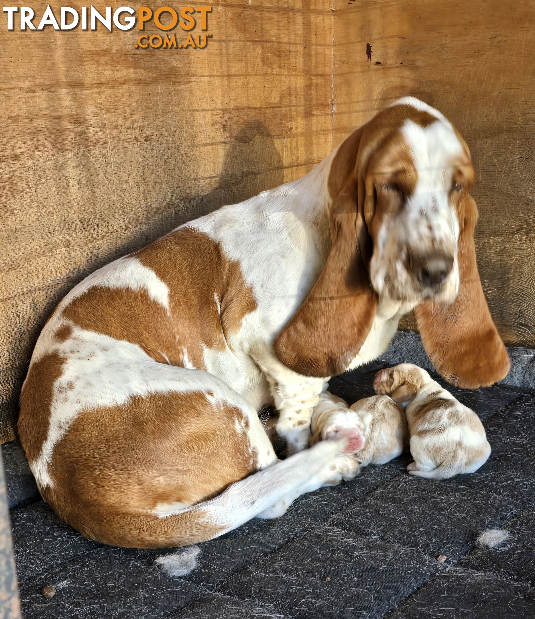 Pure bred lemon a d white bassets