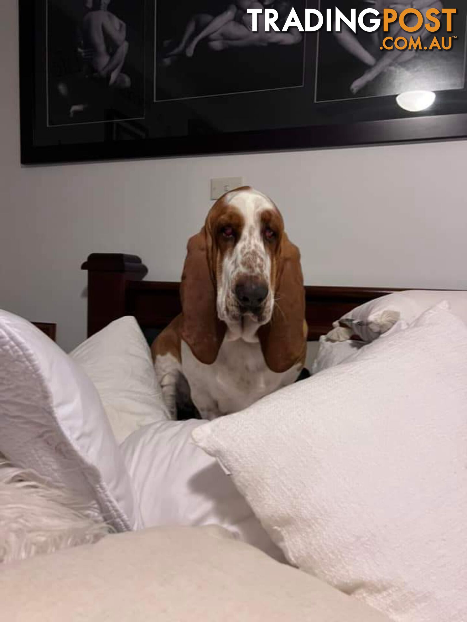 Pure bred lemon a d white bassets