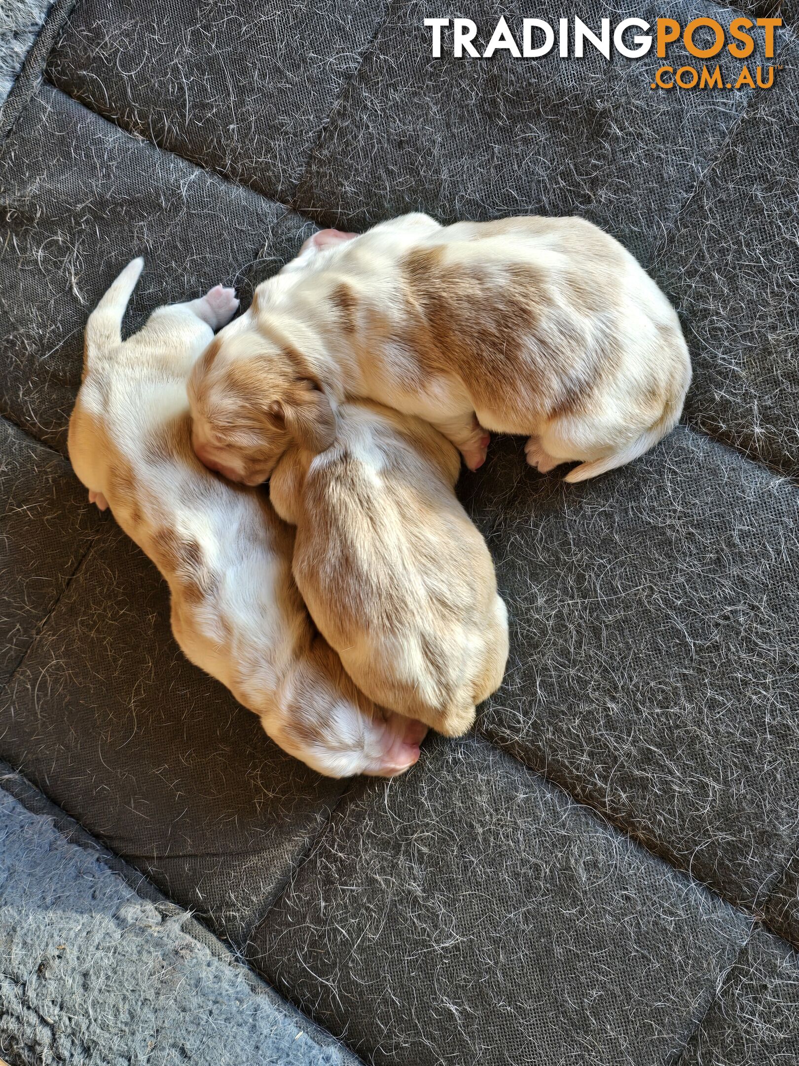 Pure bred lemon a d white bassets