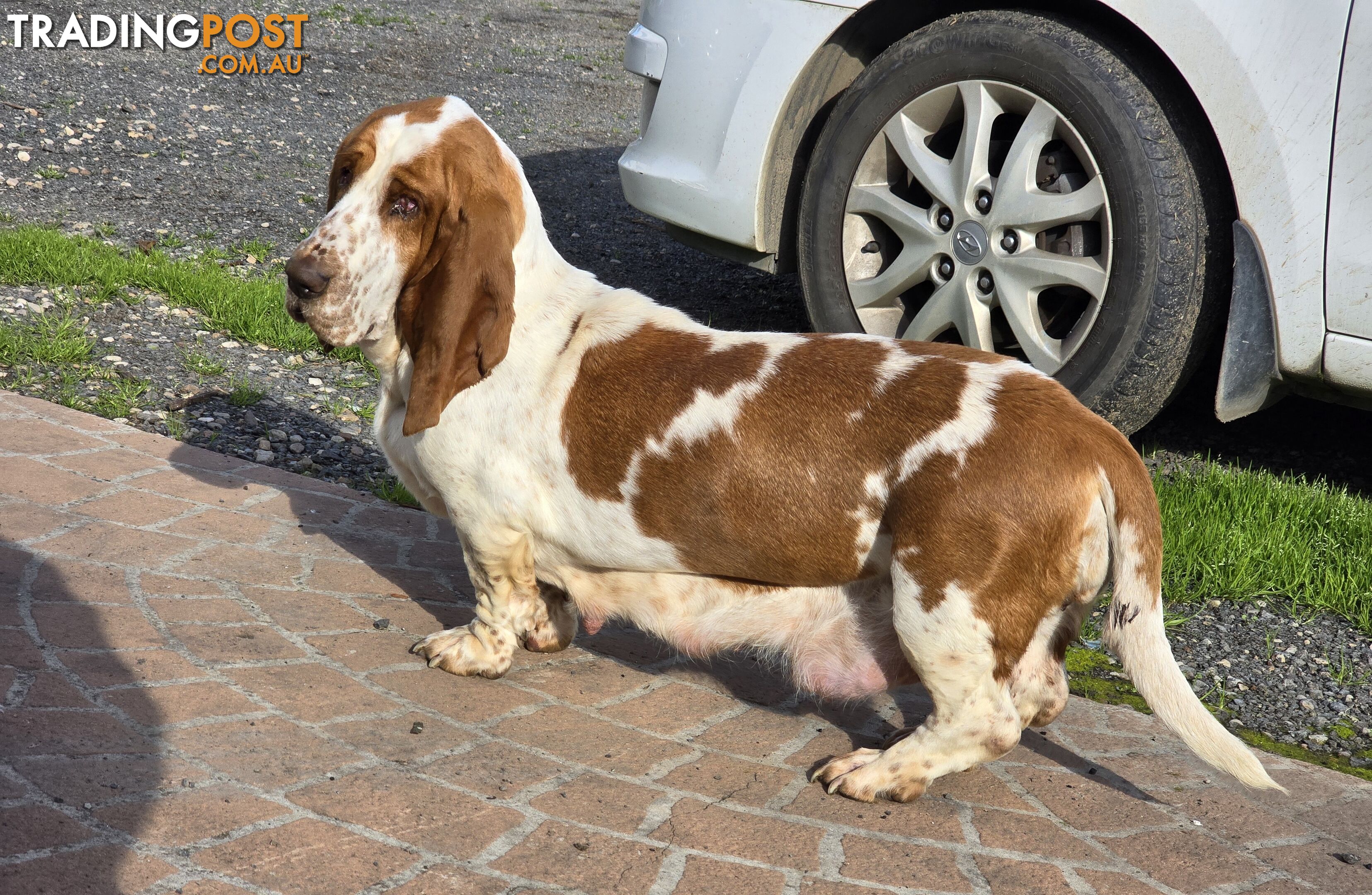 Pure bred lemon a d white bassets