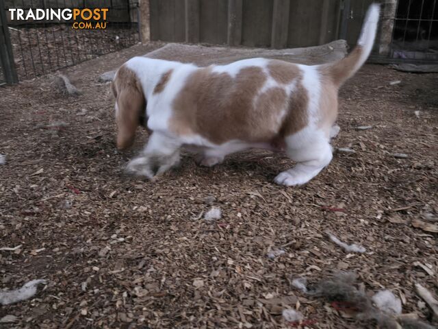 Pure bred lemon and white bassets