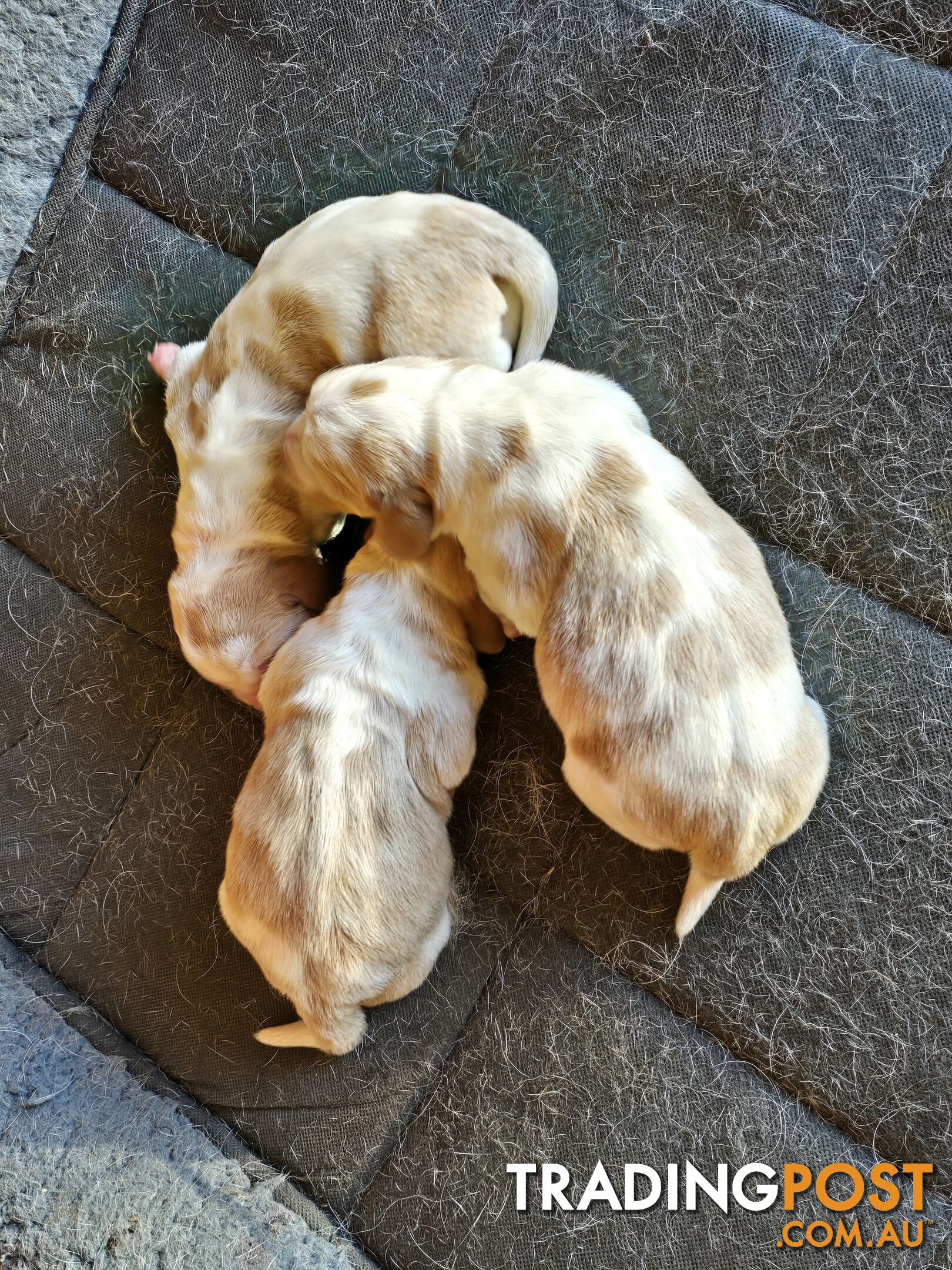 Pure bred lemon a d white bassets