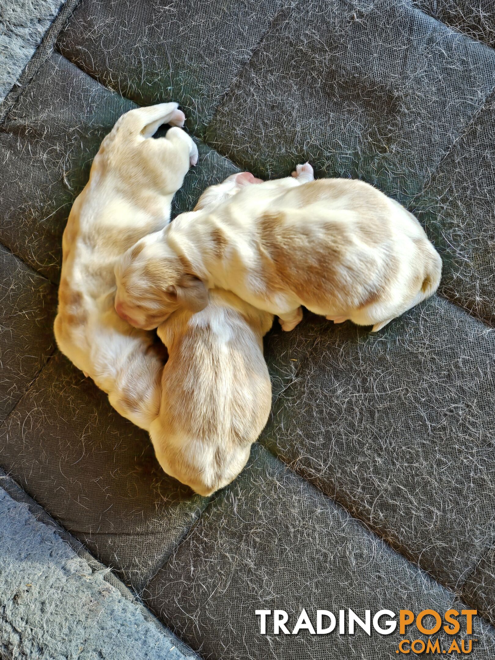 Pure bred lemon a d white bassets