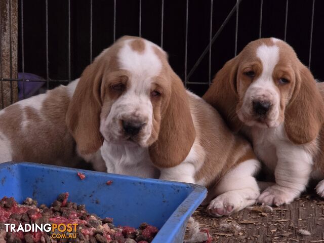 Pure bred lemon and white bassets