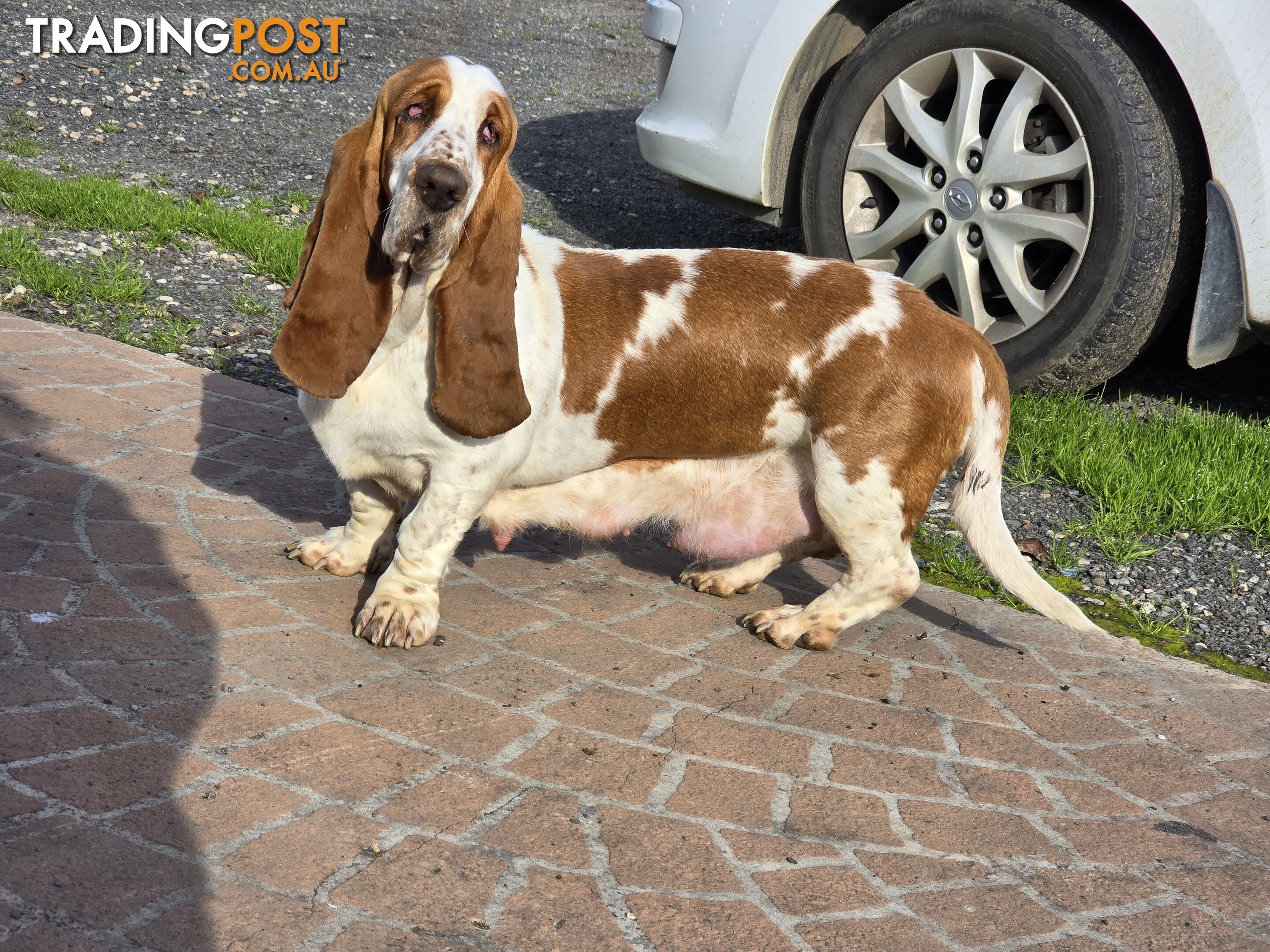 Pure bred lemon a d white bassets