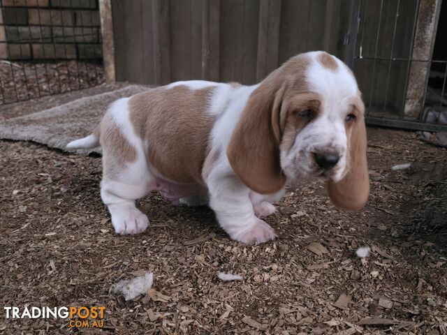 Pure bred lemon and white bassets