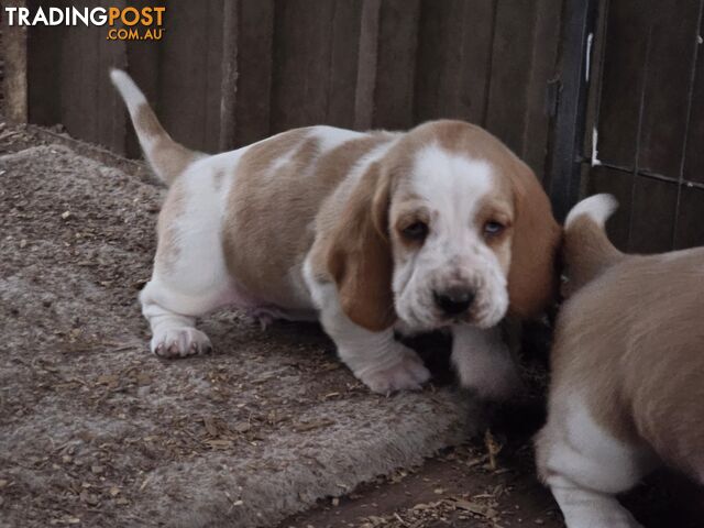 Pure bred lemon and white bassets