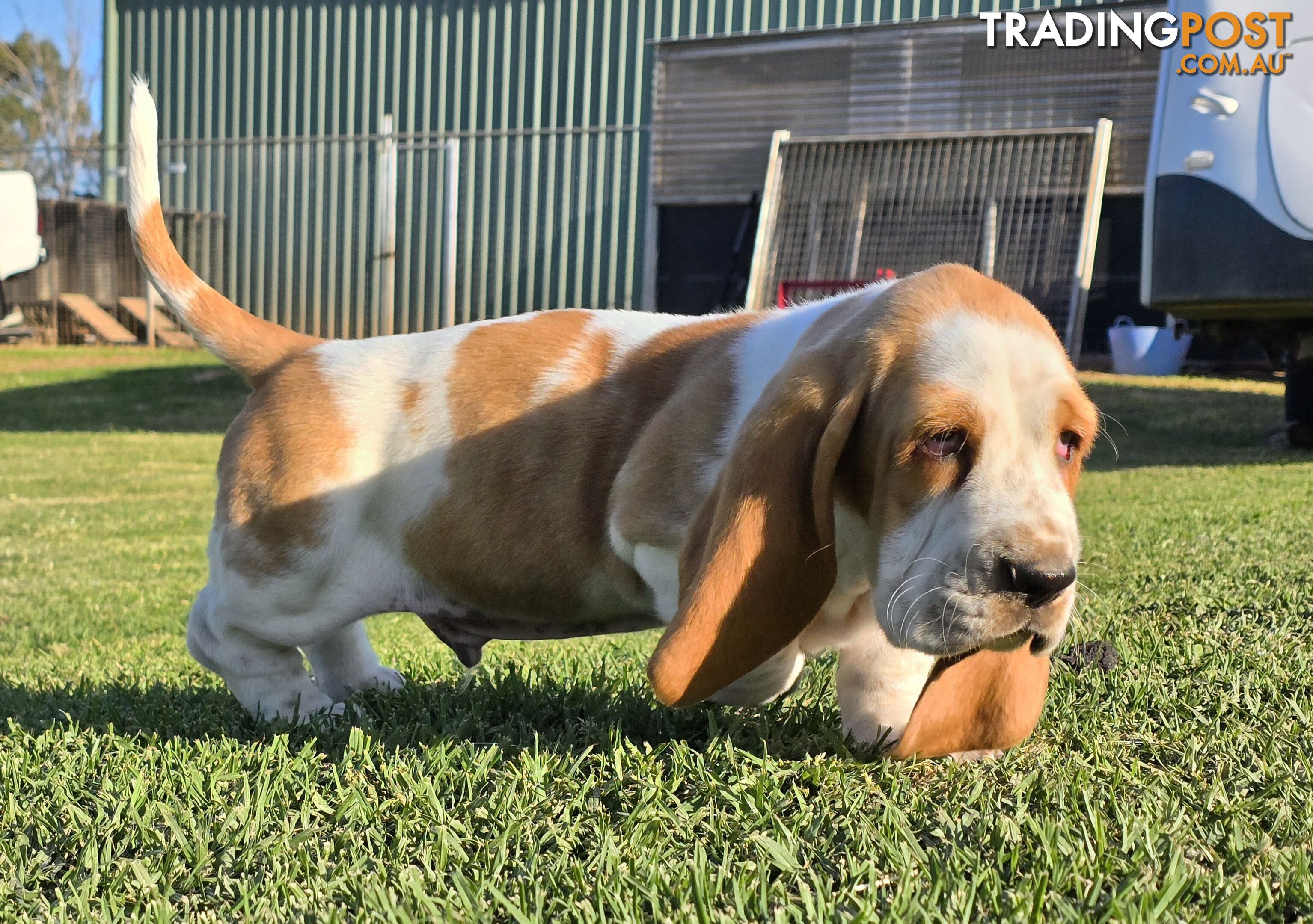 11 week old basset male pup. Re advertised