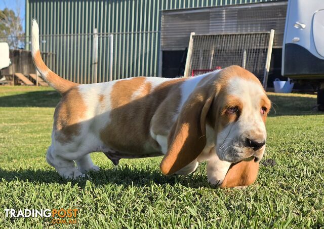 11 week old basset male pup. Re advertised