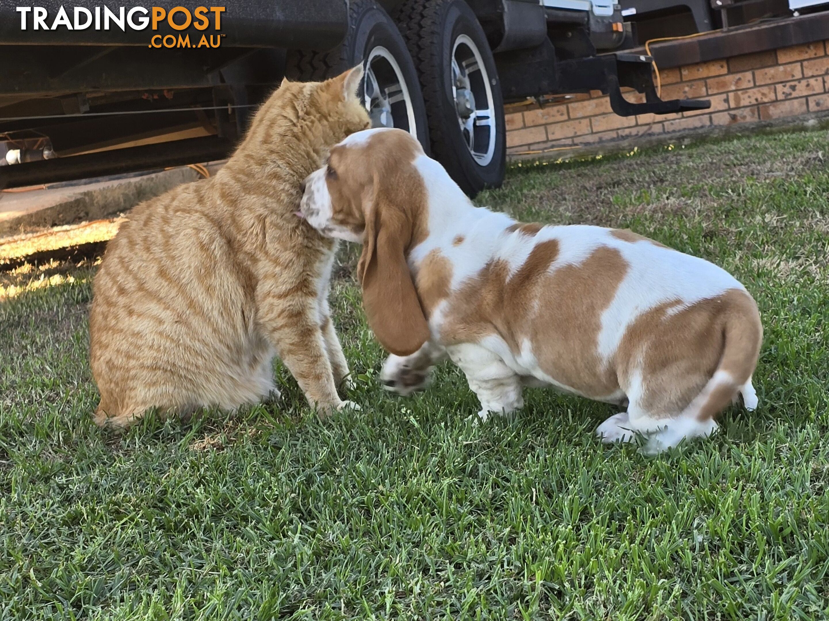 11 week old basset male pup. Re advertised