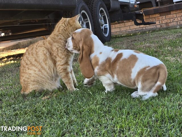 11 week old basset male pup. Re advertised