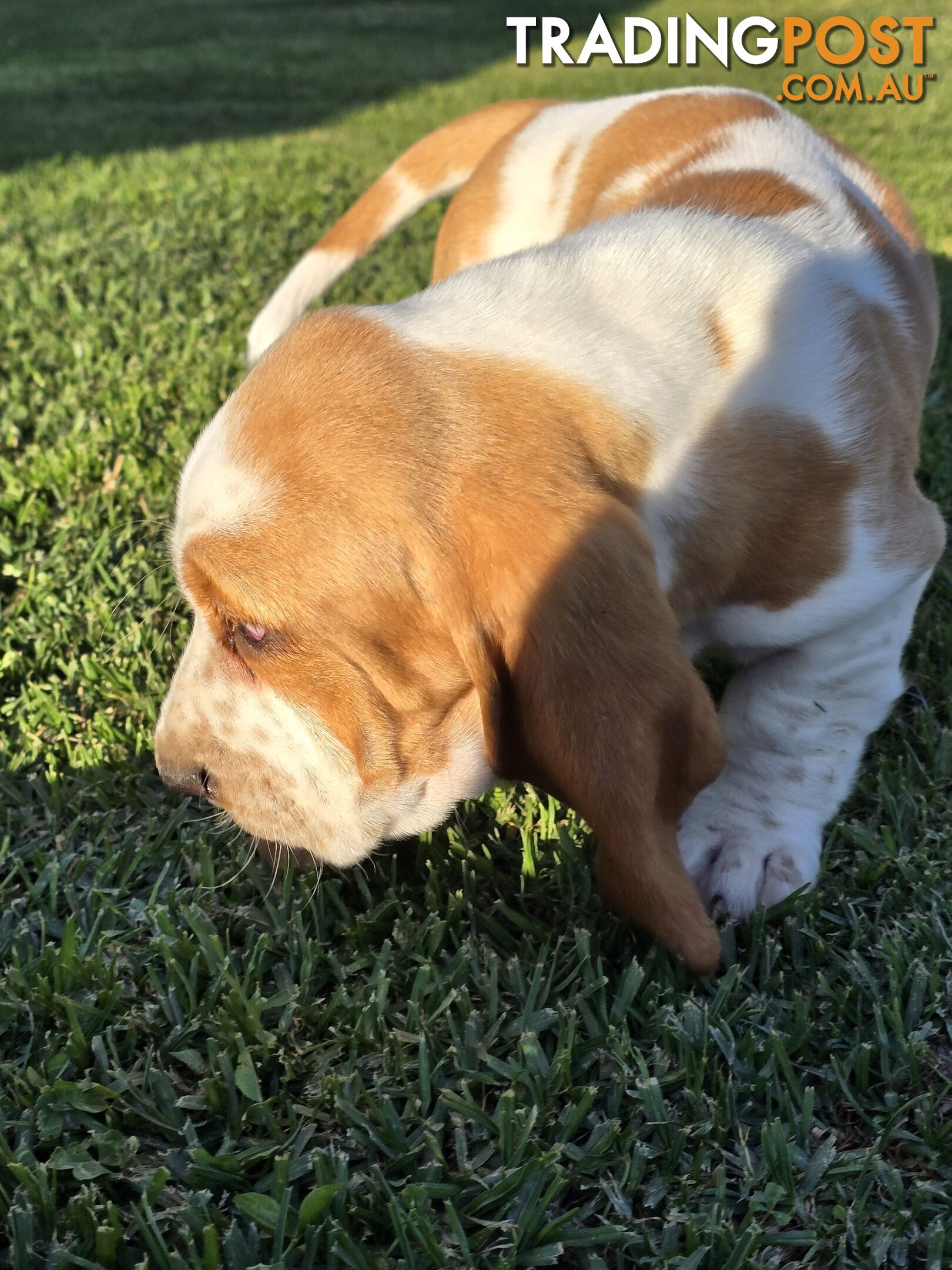 11 week old basset male pup. Re advertised