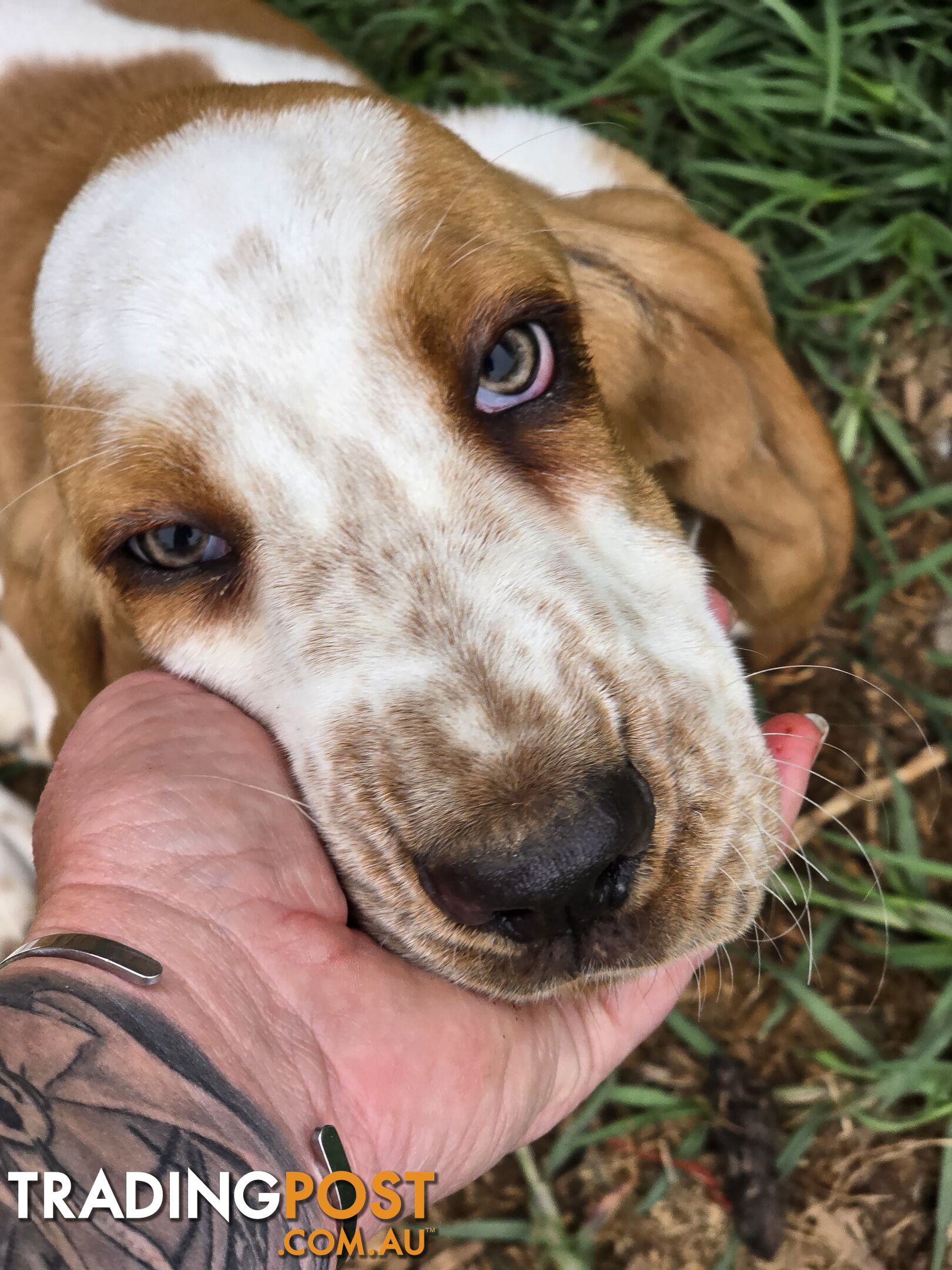 11 week old basset male pup. Re advertised