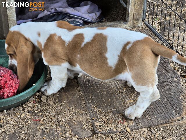 11 week old basset male pup. Re advertised