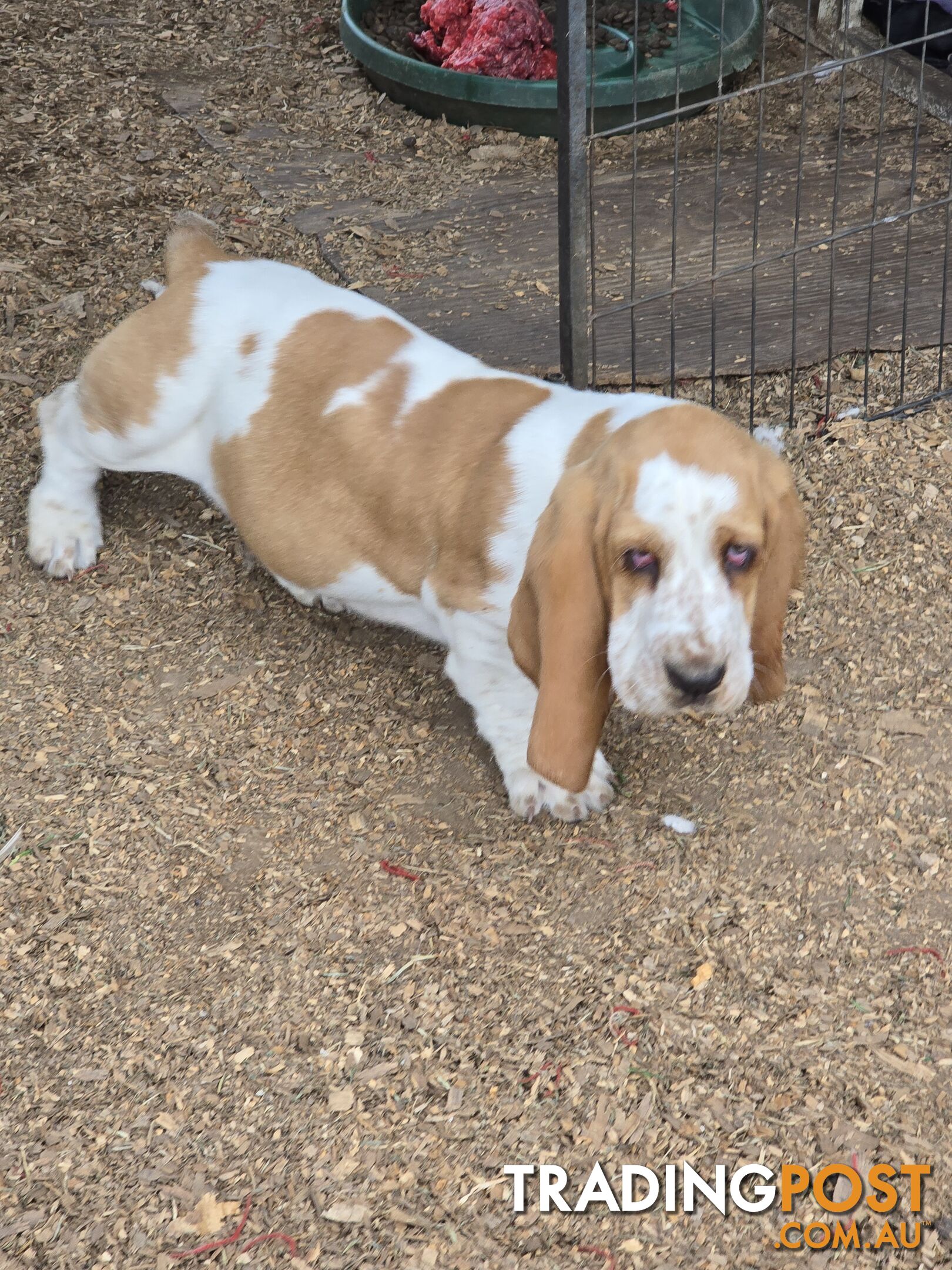 11 week old basset male pup. Re advertised