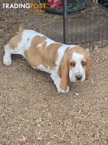 11 week old basset male pup. Re advertised