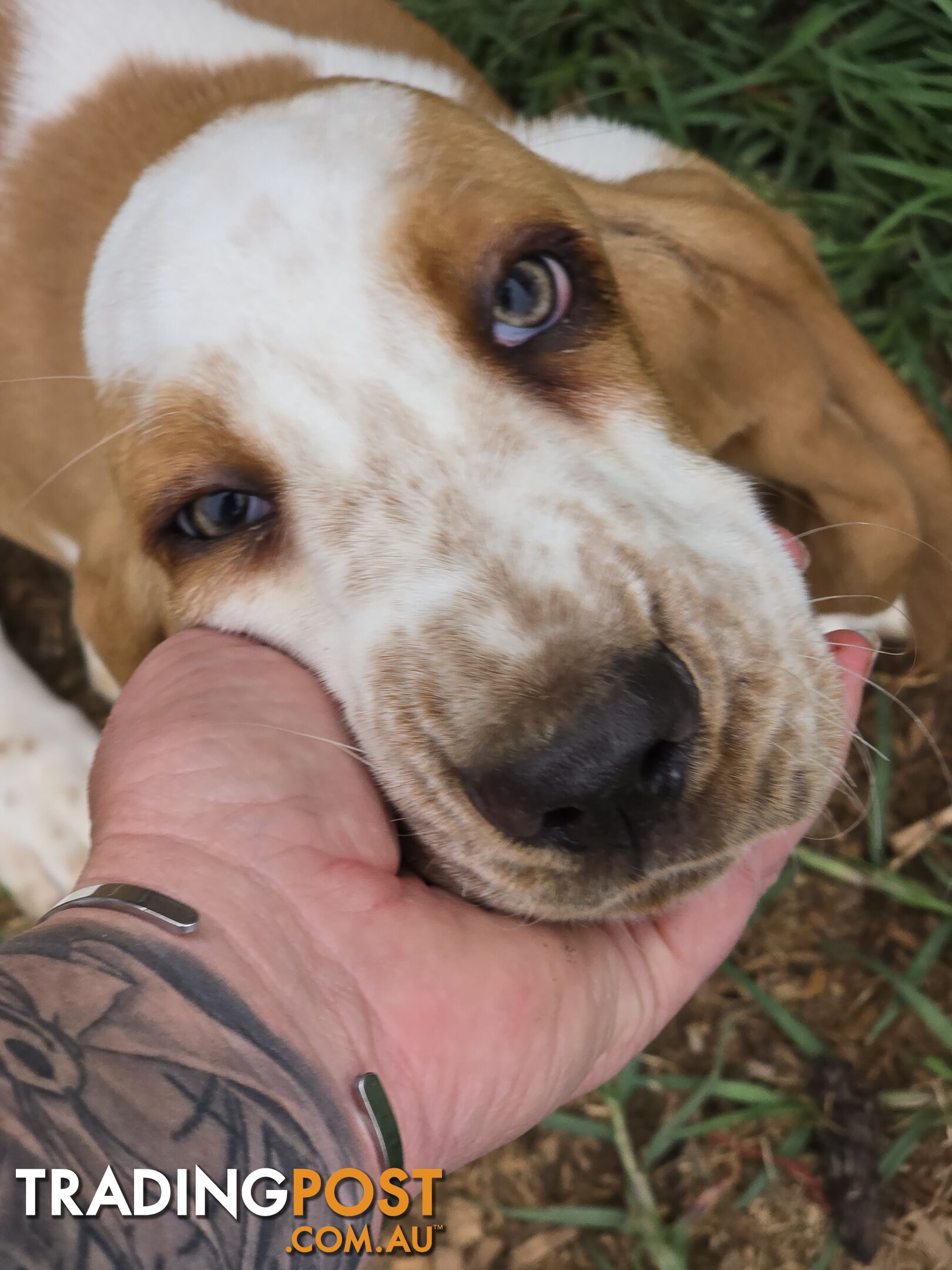 11 week old basset male pup. Re advertised