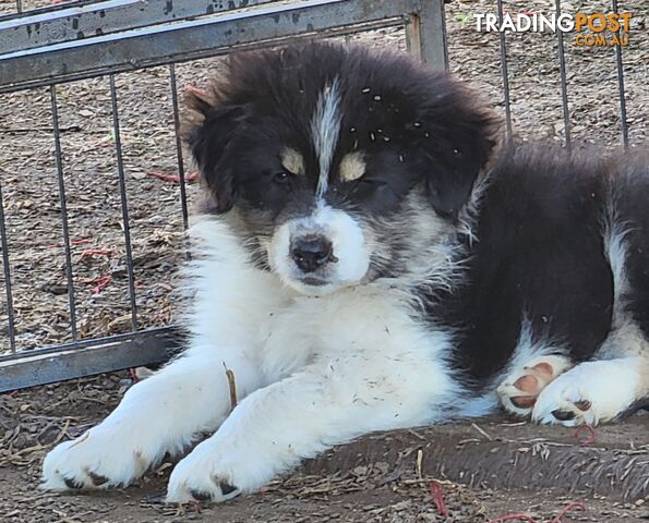 Trading post hot sale australian shepherd