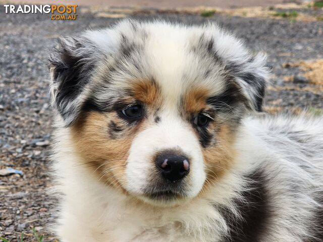 Trading post hot sale australian shepherd