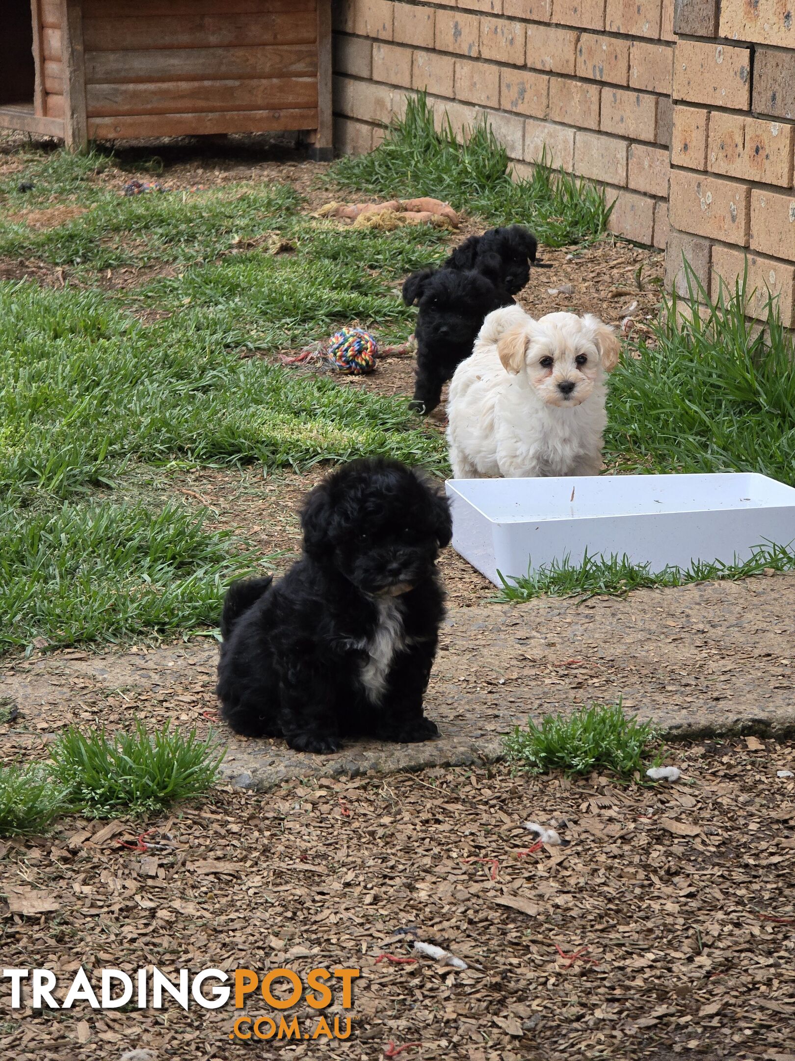 Poodle x silky pups