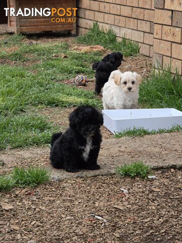 Poodle x silky pups