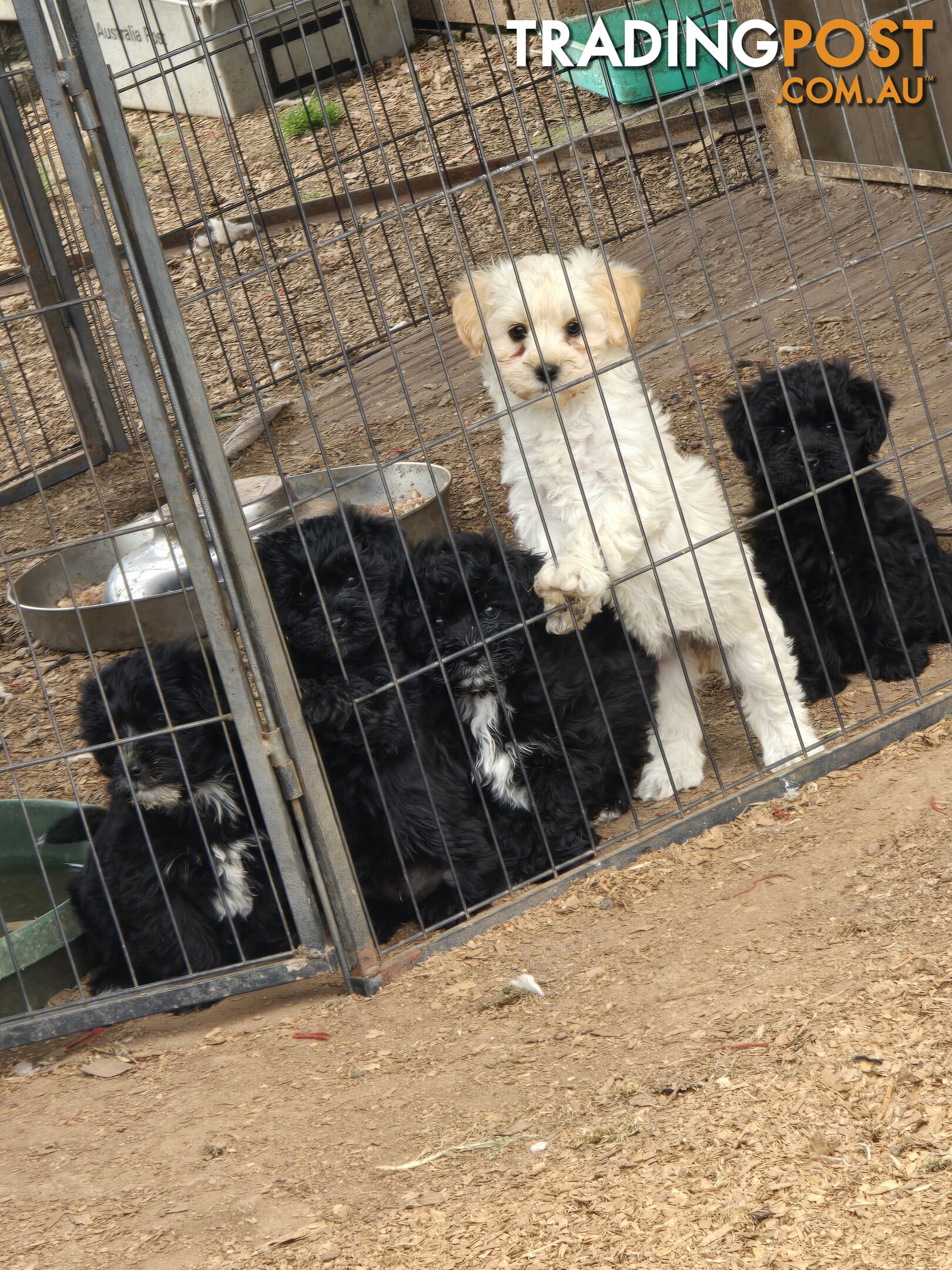 Poodle x silky pups