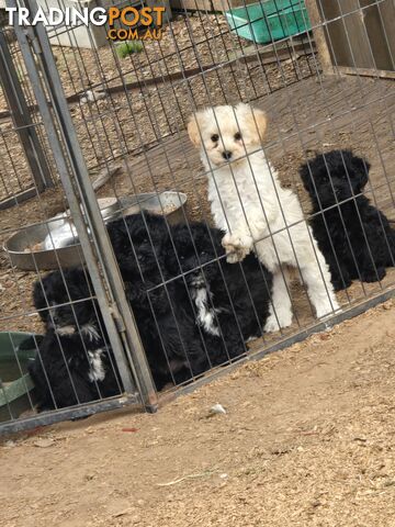 Poodle x silky pups