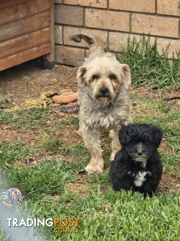 Poodle x silky pups