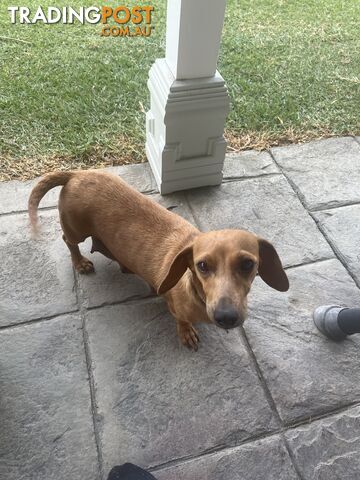 Miniature Dachshund Puppies