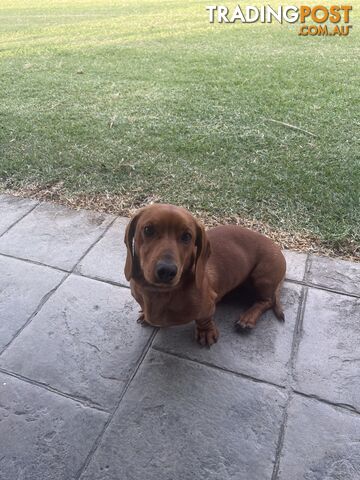 Miniature Dachshund Puppies