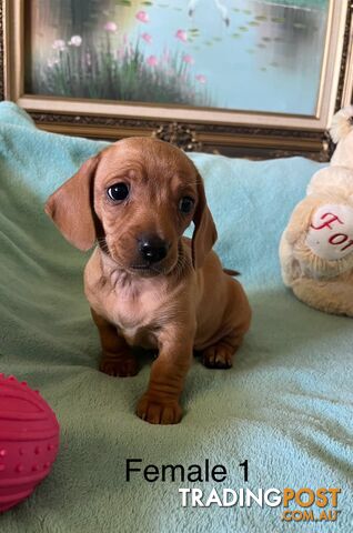 Miniature Dachshund Puppies