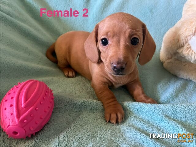 Miniature Dachshund Puppies