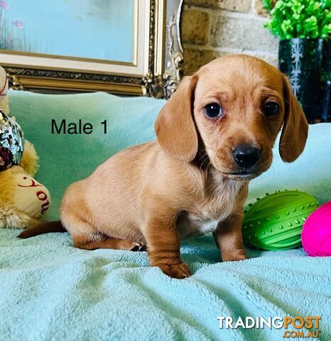 Miniature Dachshund Puppies pure bred