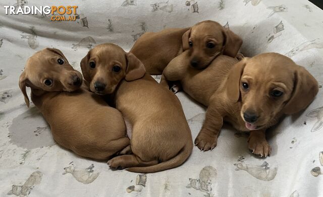 Miniature Dachshund Puppies