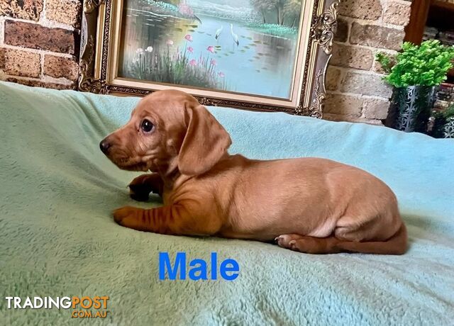 Miniature Dachshund Puppies