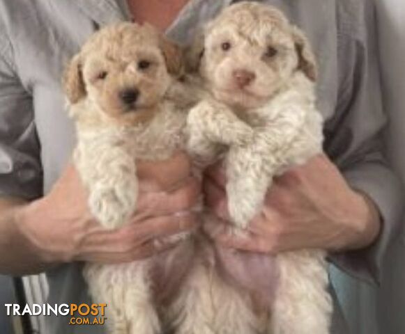 Toy Poodle Girls