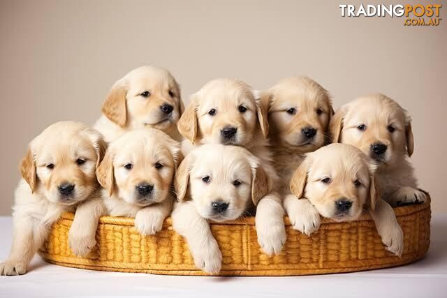 Golden retriever puppies