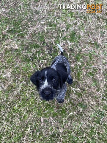 GERMAN WIREHAIRED POINTER