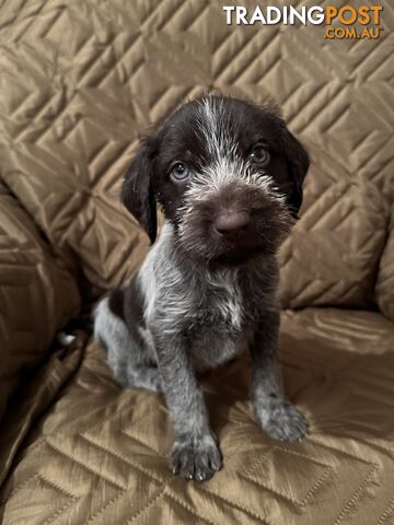 GERMAN WIREHAIRED POINTER